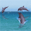 delfini.gif